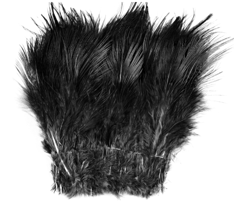 Shor Ring-Necked Pheasant Rump